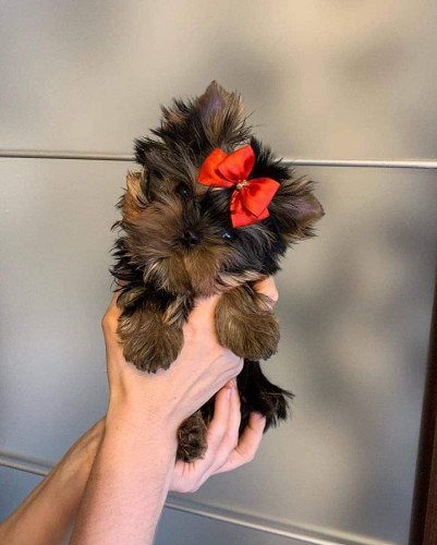Yorkshire Terrier Puppies Available Here Trust Kennel