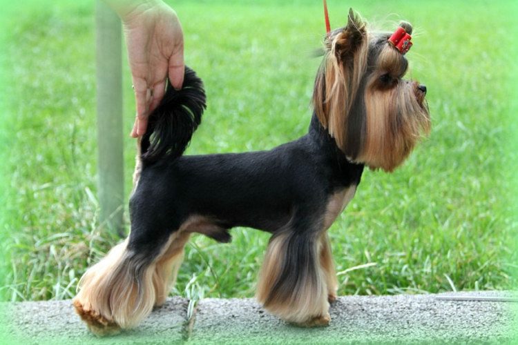 YorkshireTerrier Puppies For Sale Delhi Trust Kennel